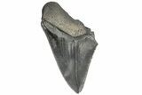 Bargain, Fossil Megalodon Tooth - Serrated Blade #169319-1